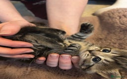 Mixed Breed cats for sale: Adorable tabby girl kitten looking for a home - Image 5