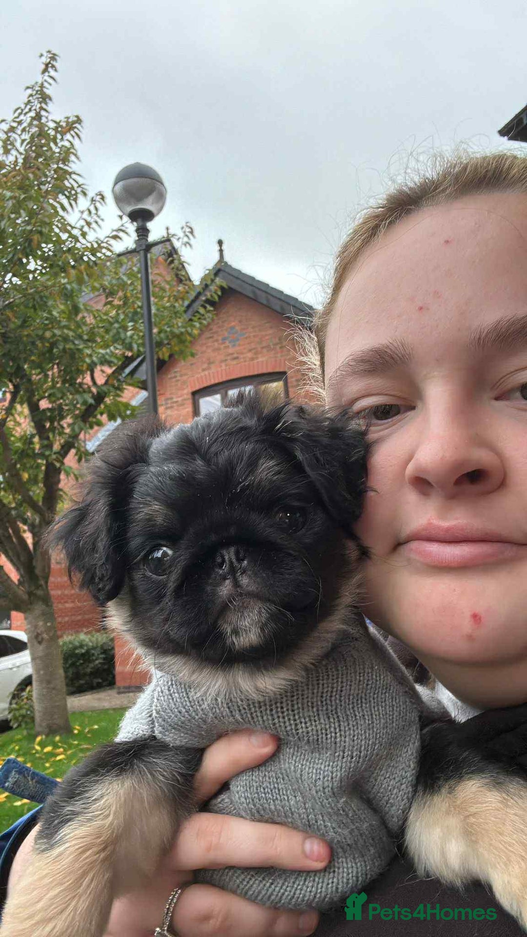 Pug dogs for sale: Scar fluffy pug - Image 13