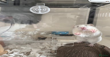 Hamster rodents - Advert 2