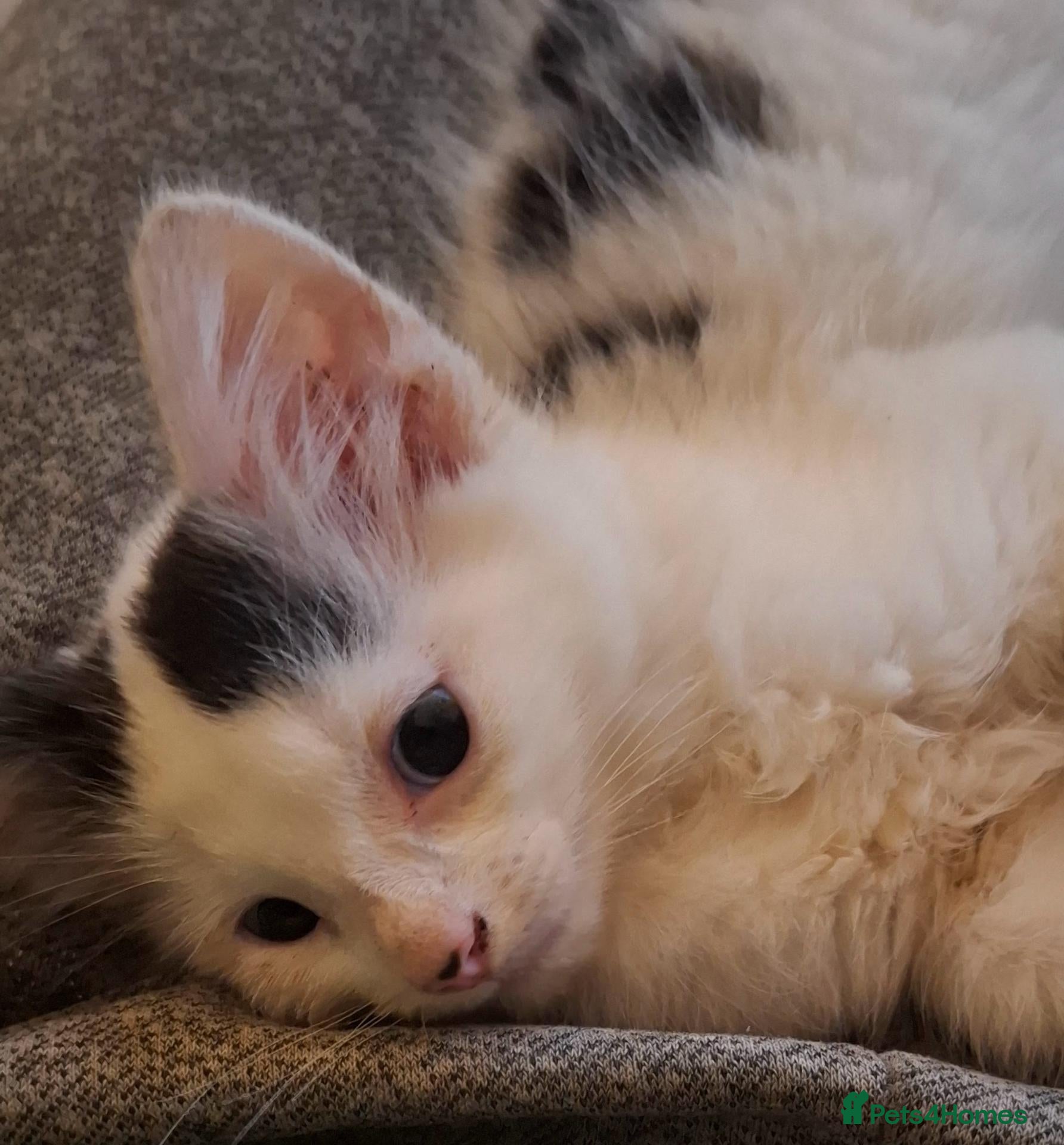 British Longhair cats Beautiful Adorable 6 Black & White Kittens - Advert 9