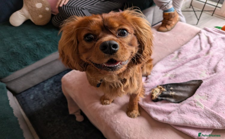 Cavalier King Charles Spaniel dogs - Advert 1
