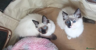 Ragdoll cats - Advert 1