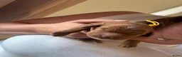 Cockapoo dogs for sale: Health tested parents beautiful cockapoos 😍 - Advert 16