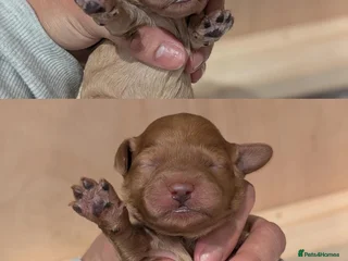 Goldendoodle dogs Puppies are born! Miniature goldendoodle puppies - Advert 1