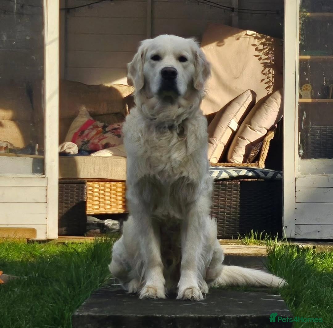Golden Retriever dogs Sonny the Stud - Advert 6