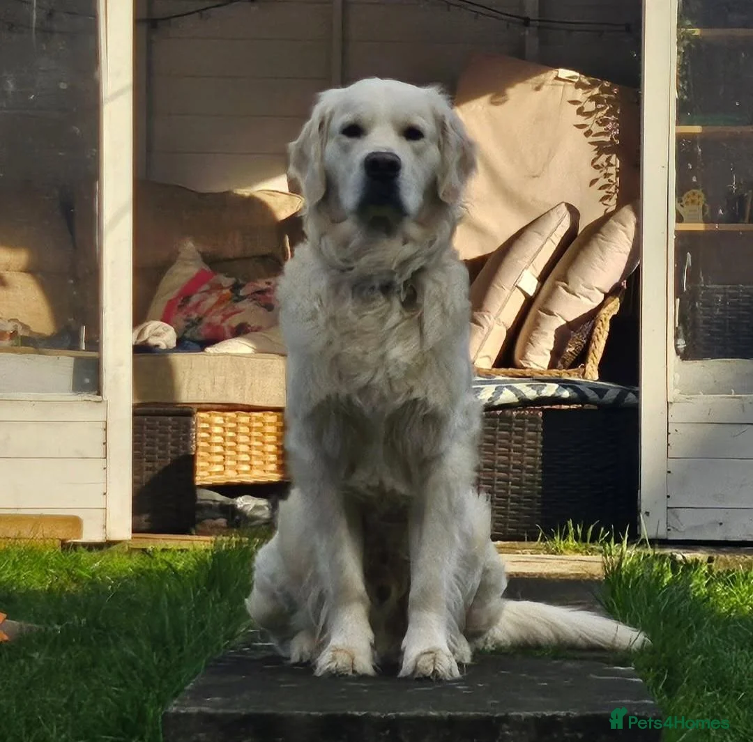Golden Retriever dogs for stud: Sonny the Stud - Advert 1
