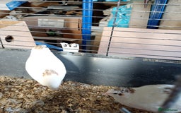Quail poultry for sale: Quail cockrells 10 week - Image 5