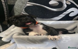 Mixed Breed dogs for sale: Puppy chugs 4 boys  - Image 31