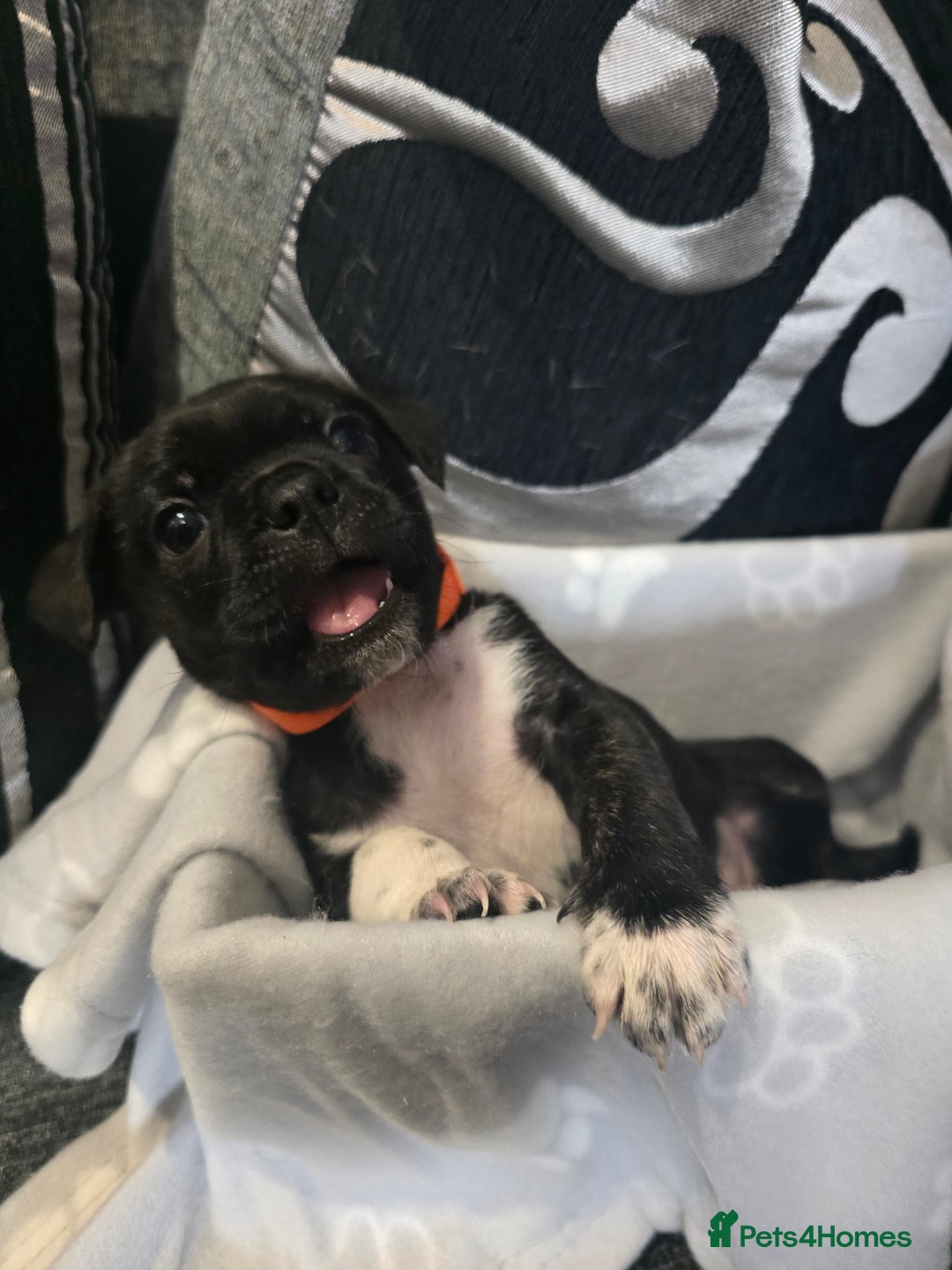 Mixed Breed dogs for sale: Puppy chugs 4 boys  - Image 31