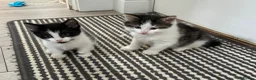 British Shorthair cats for sale: 6 stunning kittens - Advert 21
