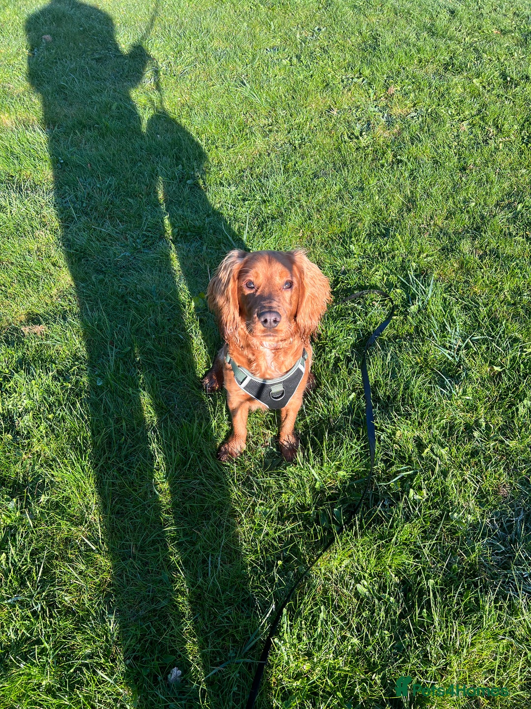 Cocker Spaniel dogs for sale: arlo the cocker spaniel  - Advert 5