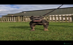 Cane Corso dogs for sale: WORLD CLASS CANE CORSO PUPPIES! 2 Males 4 Females. - Advert 3