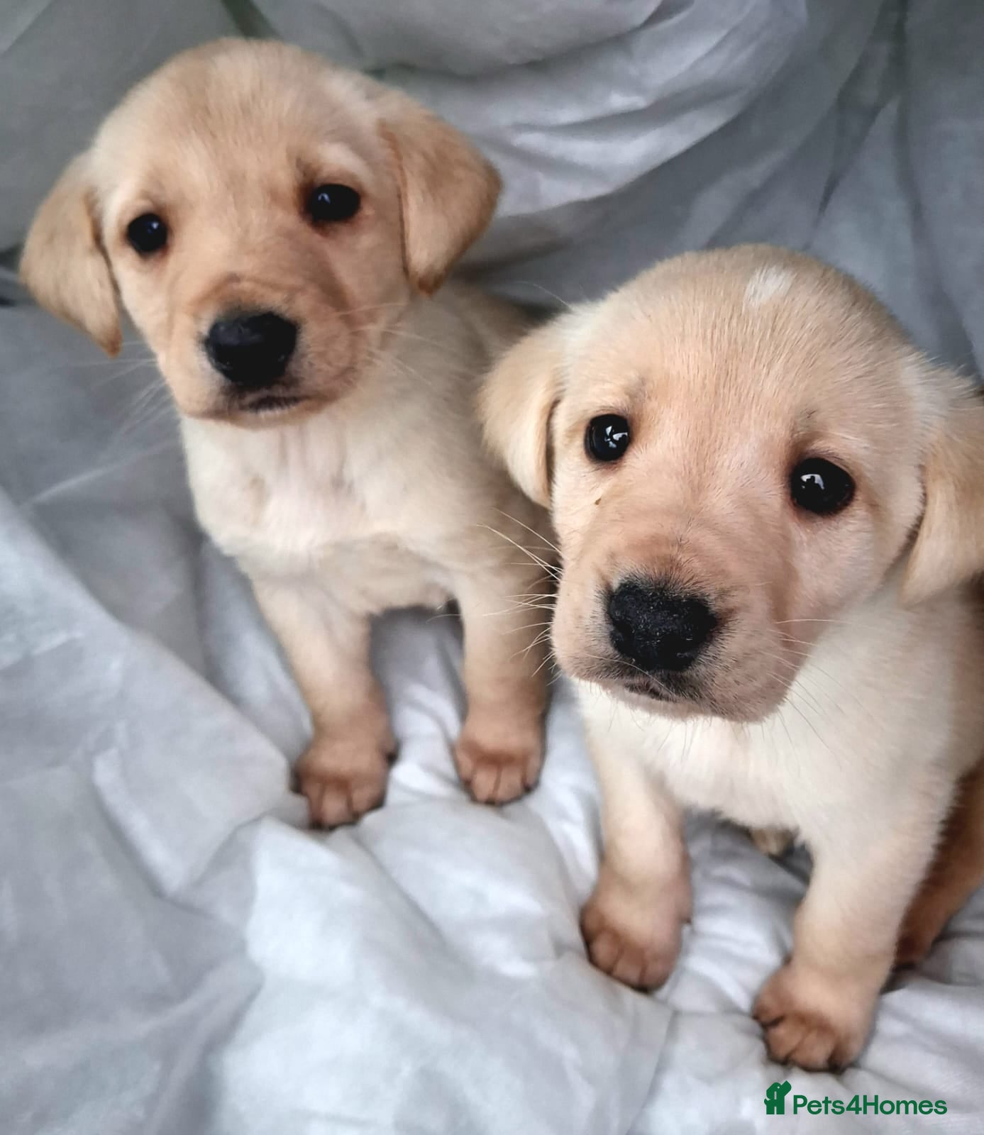 Labrador Retriever dogs Labrador puppies - Advert 6