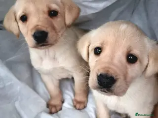 Labrador Retriever dogs Labrador puppies - Advert 1