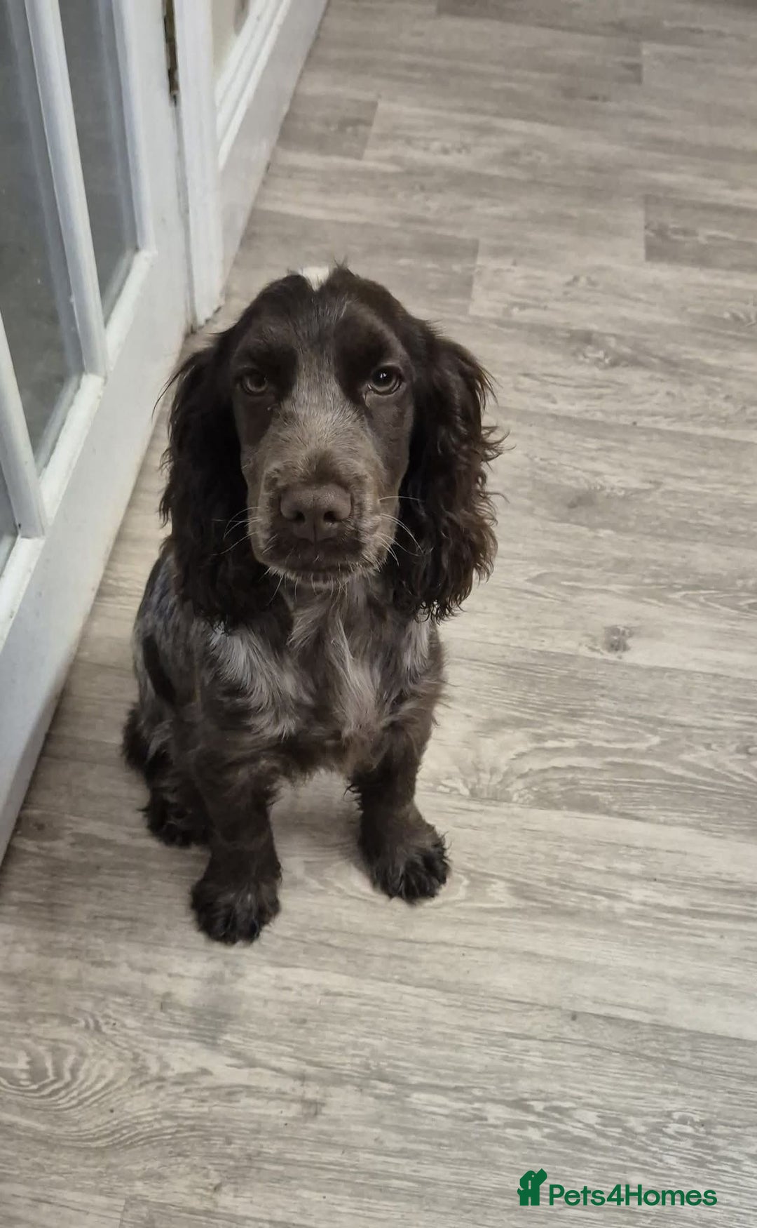 Cocker Spaniel dogs for sale: Beautiful Show Cocker Chocolate Roan Girl  - Advert 15
