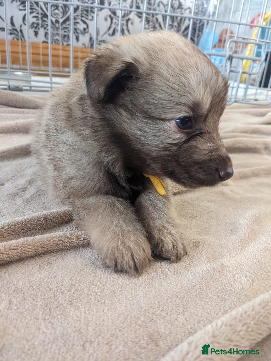 Mixed Breed dogs for sale: Border collie x German shepherd puppies - Image 14