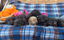 Cockerdor dogs for sale: F1 cockerdor puppies , cocker x labrador  - Image 21