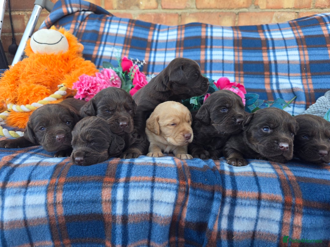 Cockerdor dogs for sale: F1 cockerdor puppies , cocker x labrador  - Image 21