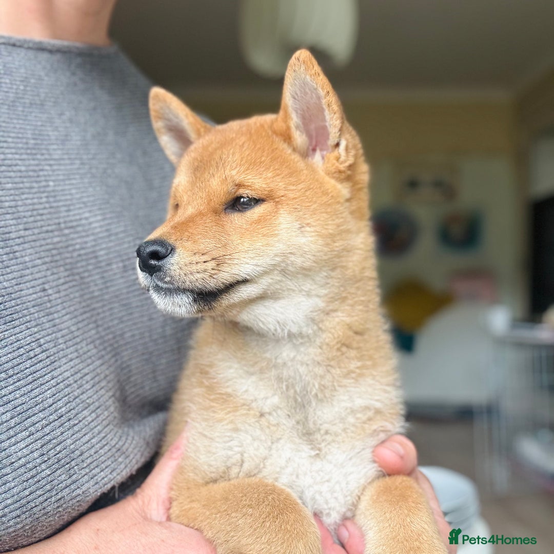 Japanese Shiba Inu dogs for sale: Last but not least beautiful Shiba  KC boy in Inverness - Image 5