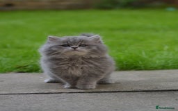 British Longhair cats for sale: TICA British Longhair Kittens  - Image 7