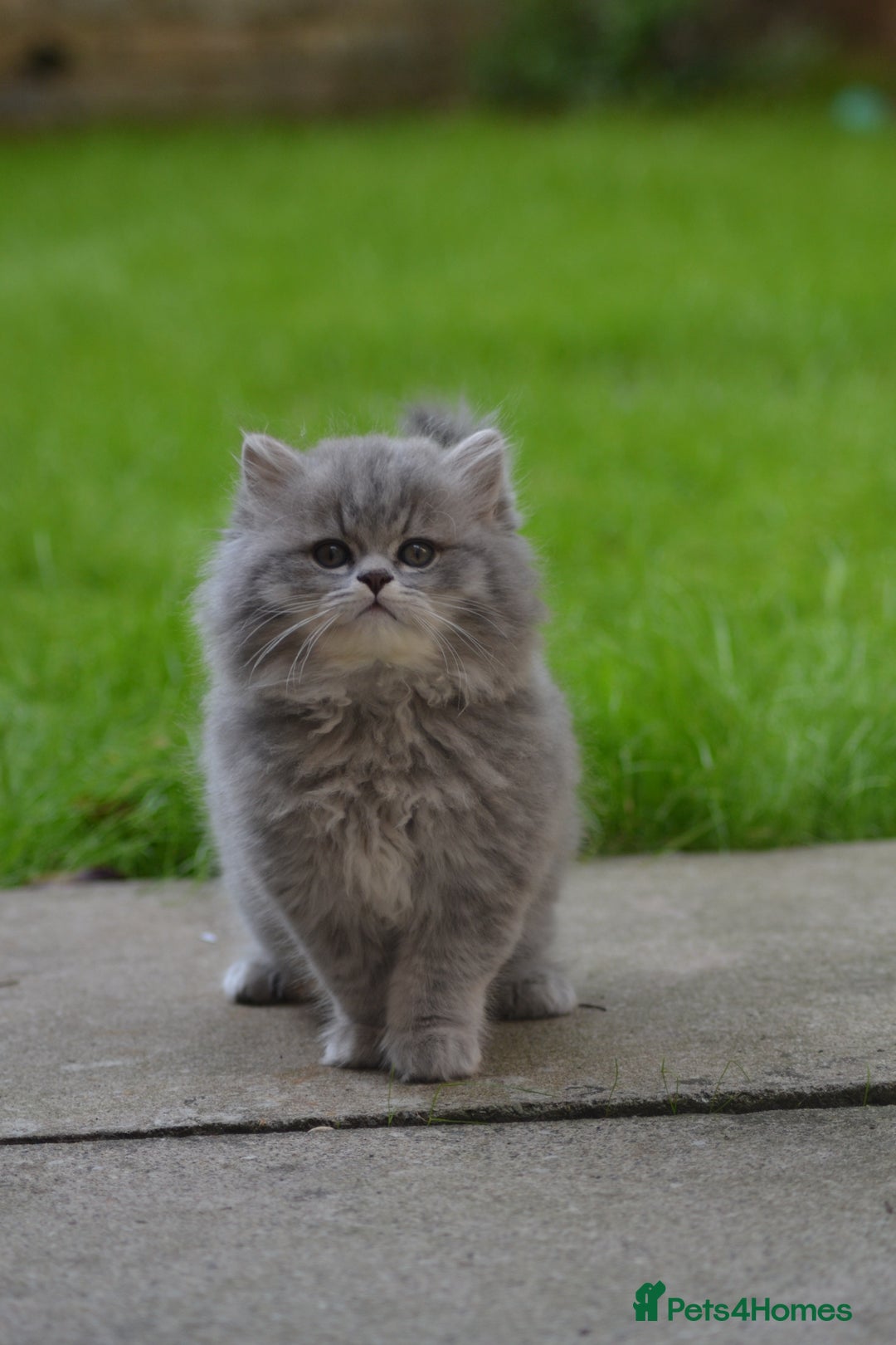 British Longhair cats for sale: TICA British Longhair Kittens  - Image 7