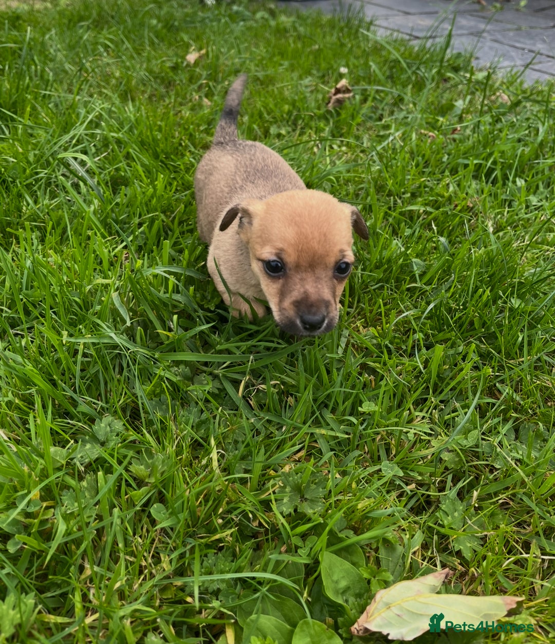 Mixed Breed dogs for sale: Jack Russell x Yorkies - Image 5