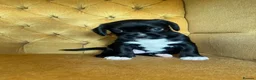 Mixed Breed dogs for sale: pugmation puppies in Chelmsford - Advert 8