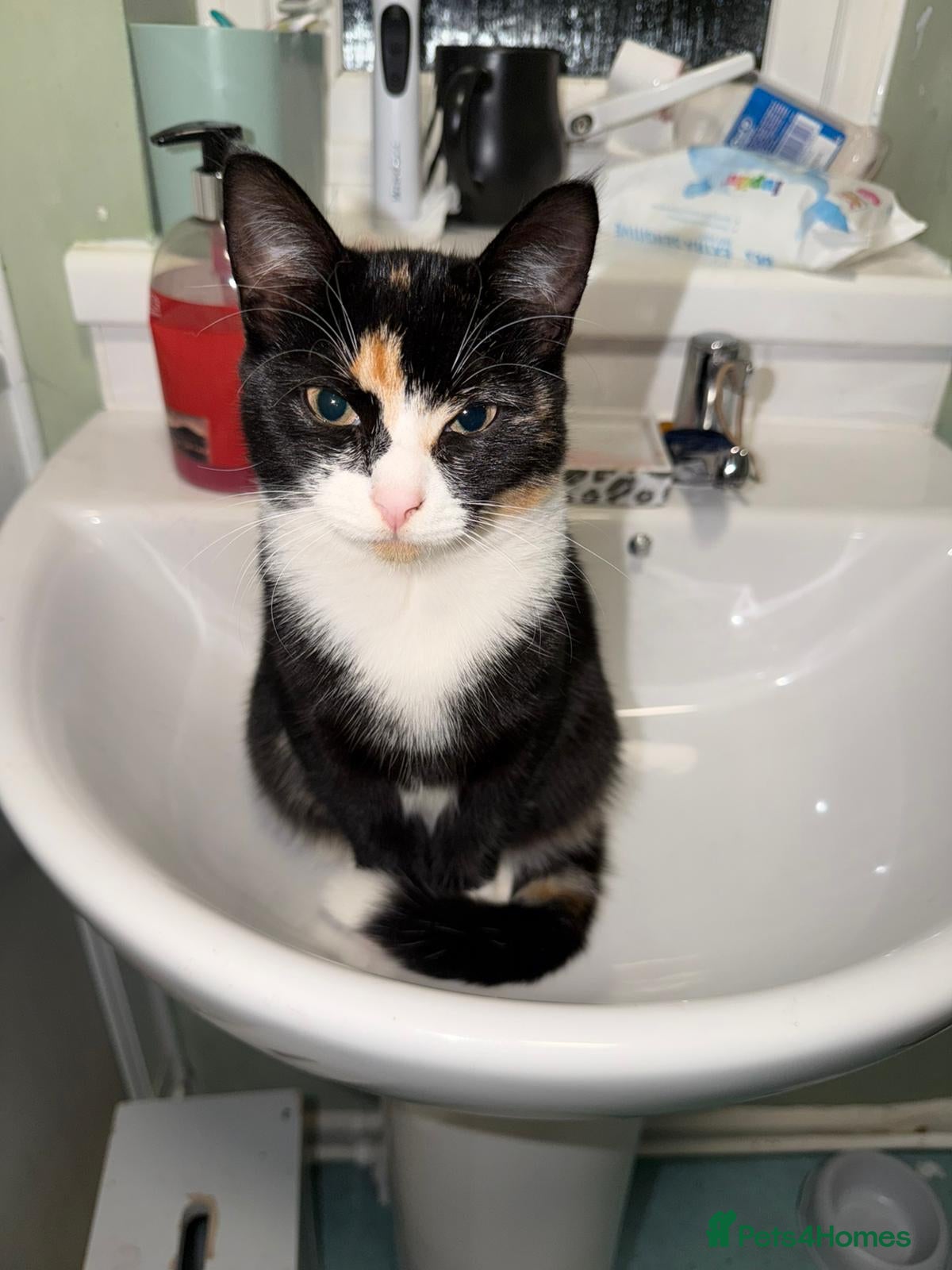 Mixed Breed cats Female 8 month old Kitten for sale  - Advert 1