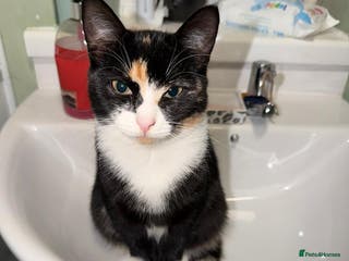 Mixed Breed cats Female 8 month old Kitten for sale - Advert 1