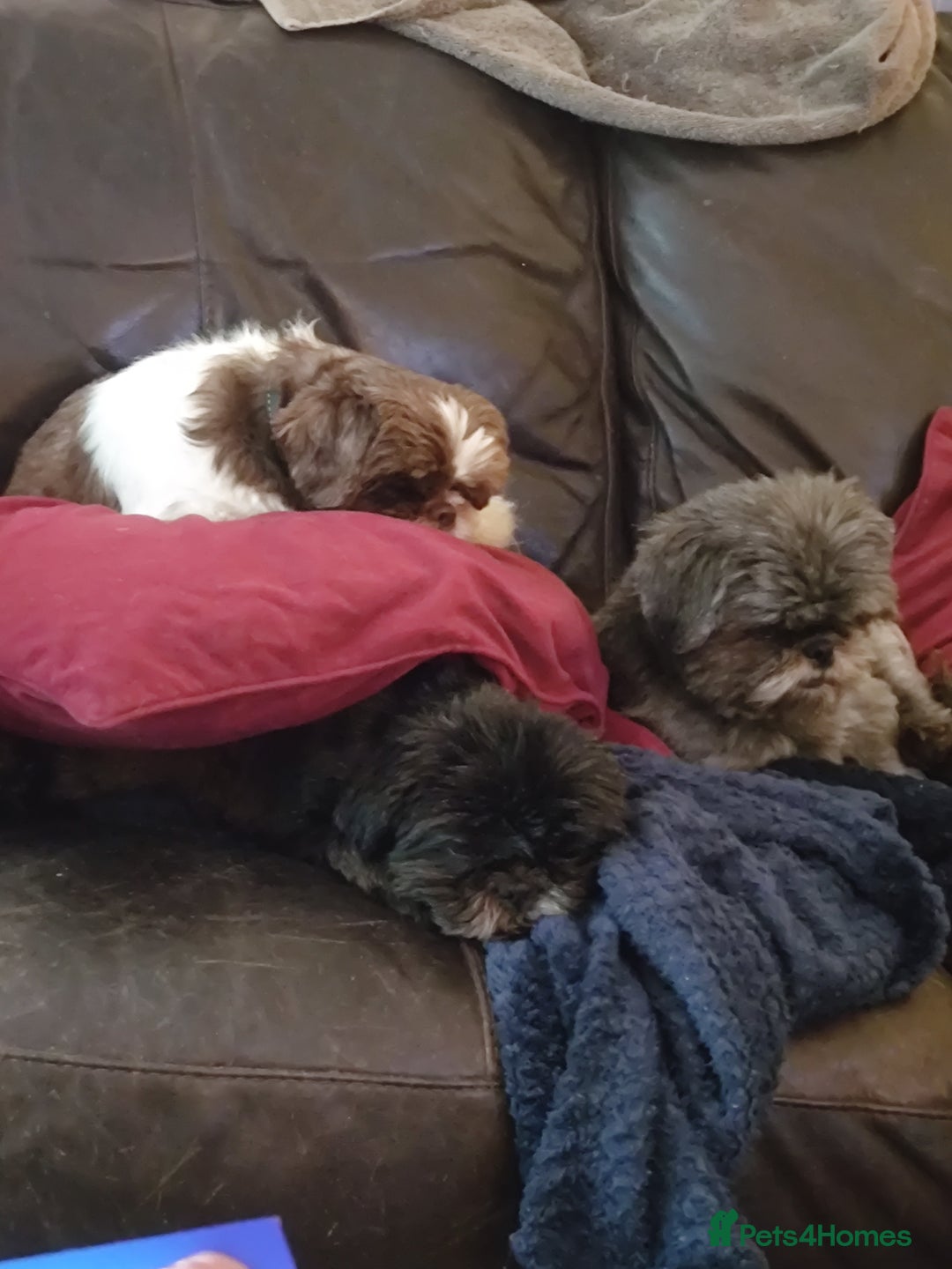Shih Tzu dogs for sale: Beautiful male full shihzue puppies needing homes - Image 14