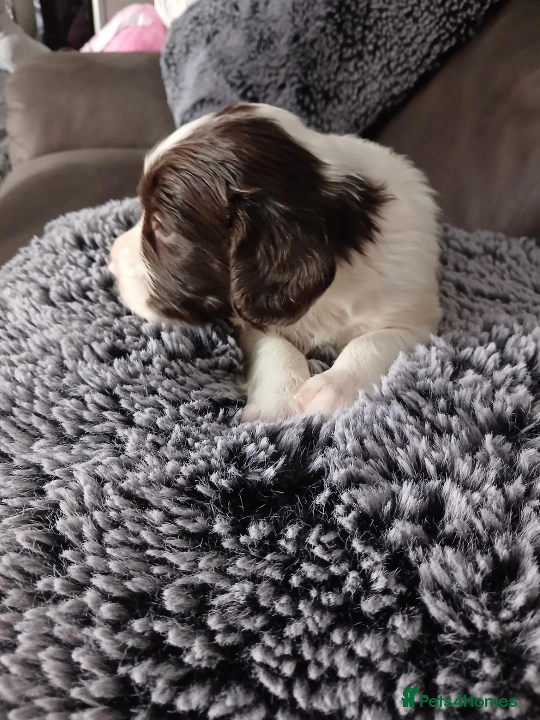 Welsh Springer Spaniel dogs for sale: Springer spaniel pups - Advert 9