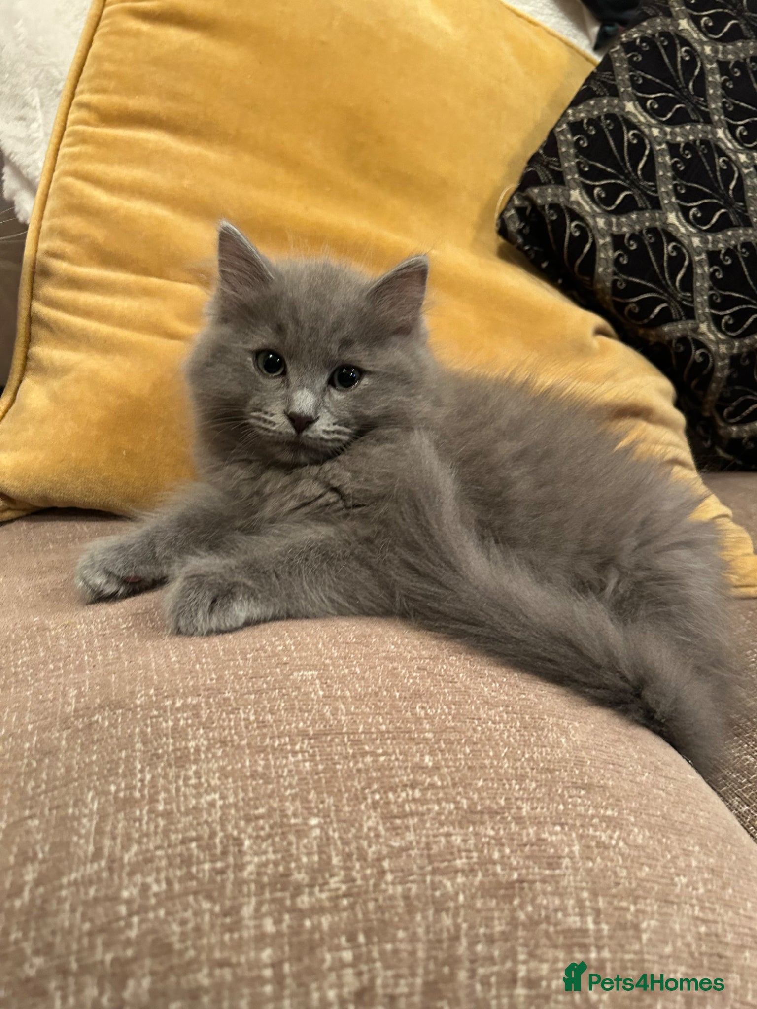Ragdoll cats Blue ragdolls 💙 purebreed very playful  - Advert 1