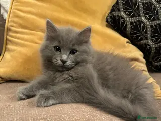 Ragdoll cats Blue ragdolls 💙 purebreed very playful - Advert 1