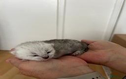 British Shorthair cats for sale: BSH Silver Tabby kittens for Sale! - Image 13