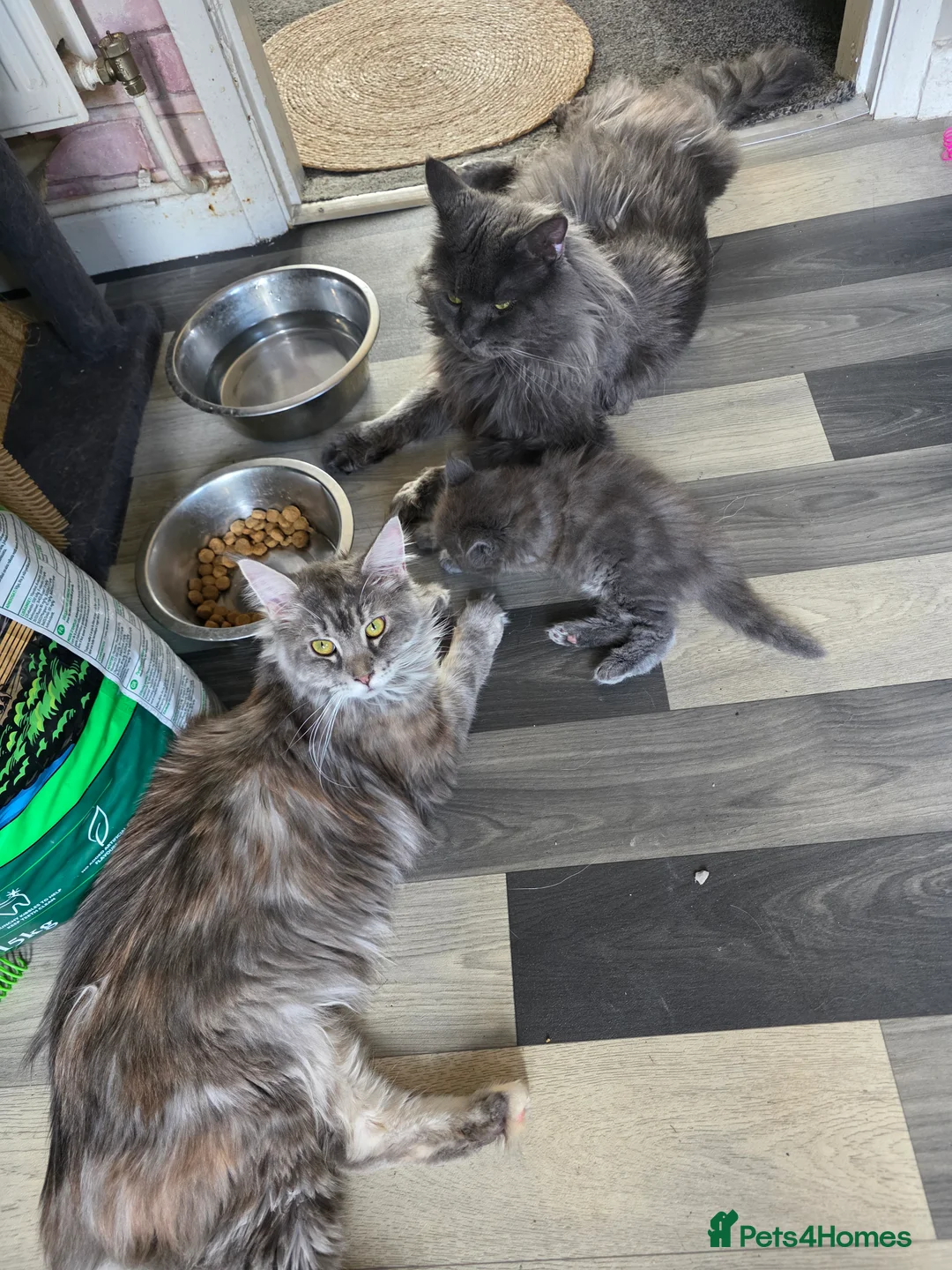 Maine Coon cats for sale: Maincoon  - Advert 2