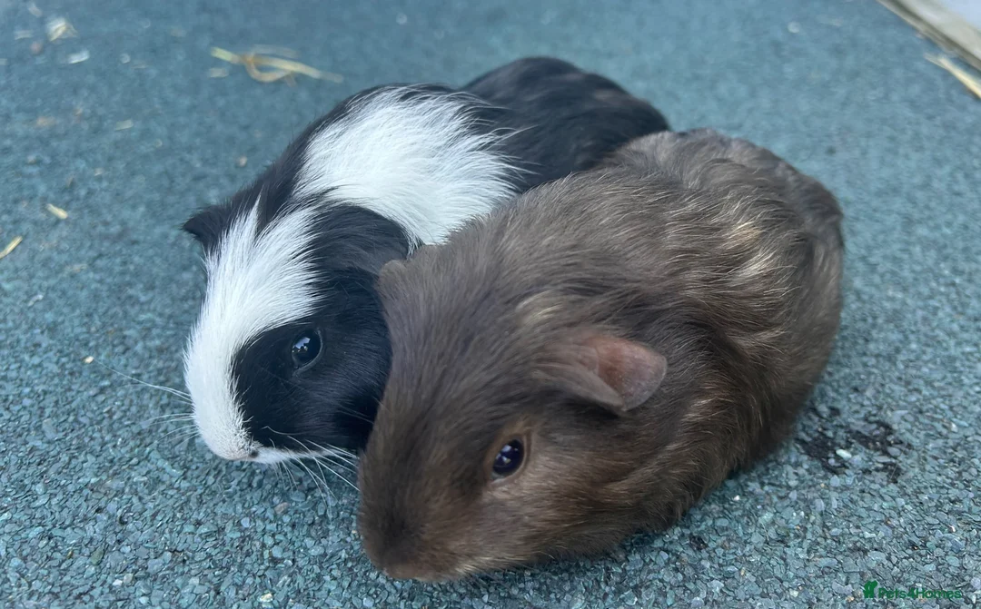 Guinea Pig rodents for sale: Boys and girls baby guinea pigs  - Advert 2