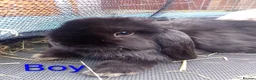 Mini Lop rabbits for sale: Mini Lop Bunnies Ready to leave 12/05 - Advert 14