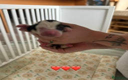 Basset Hound dogs for sale: Beautiful Basset Hound Puppies  - Image 25