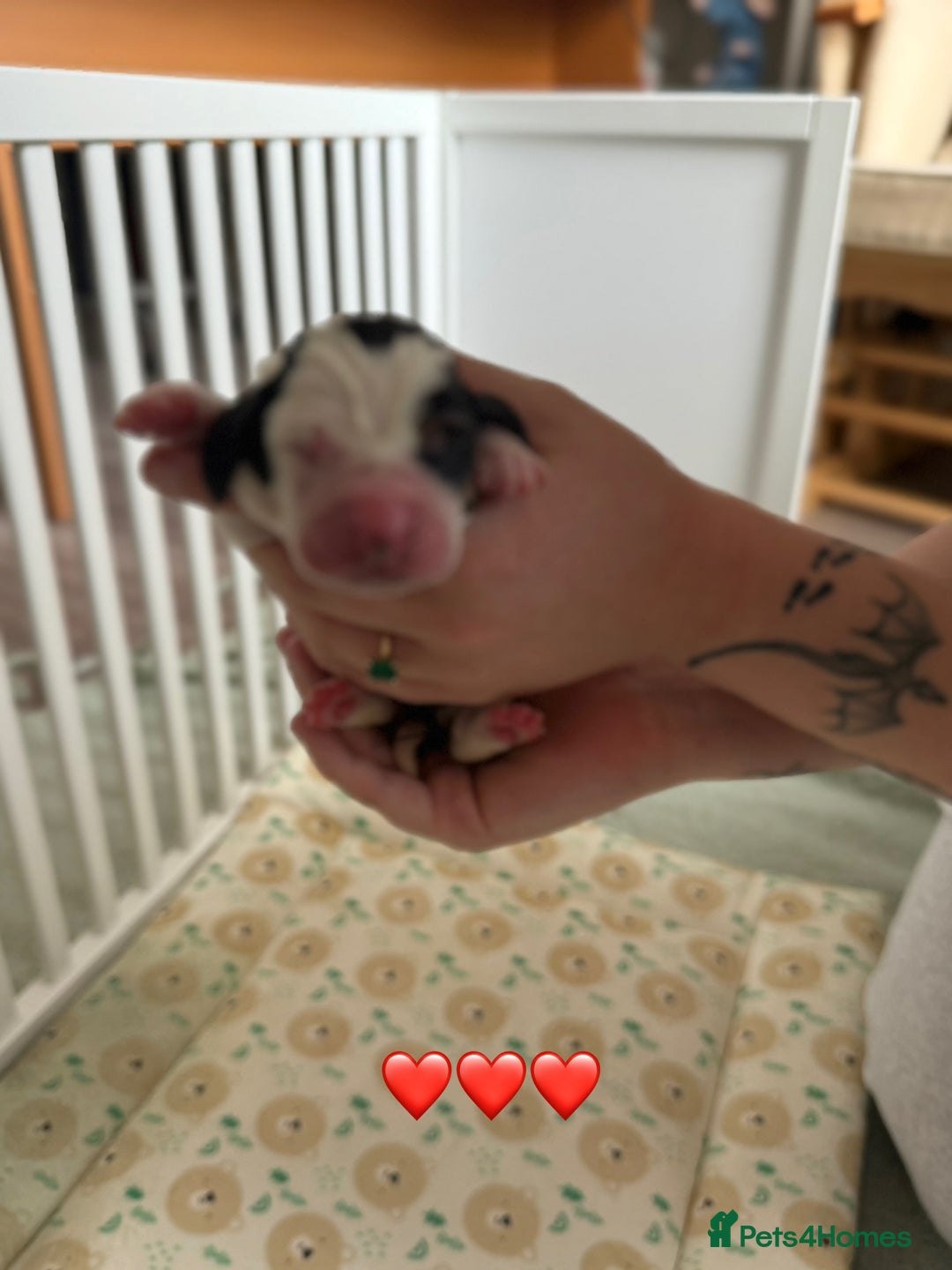 Basset Hound dogs for sale: Beautiful Basset Hound Puppies  - Image 25