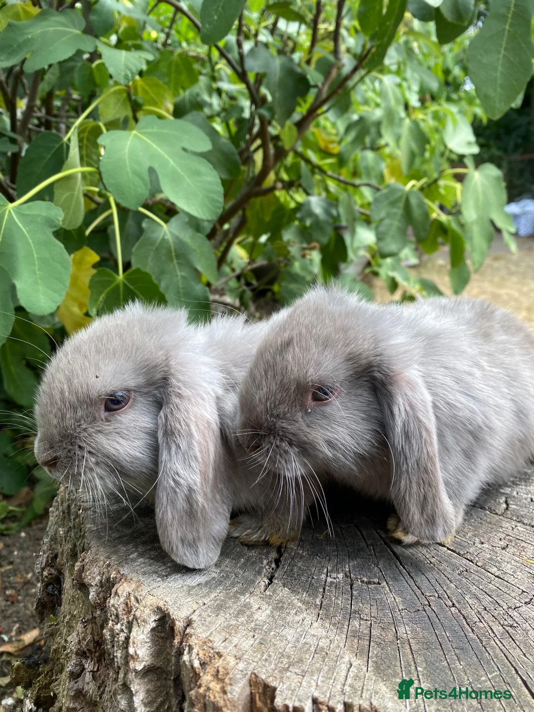 Mini Lop rabbits for sale: Super Friendly 100% Pure Bred Mini Lop Bunnies - Advert 14
