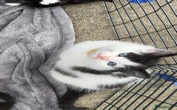 Mixed Breed cats for sale: Gorgeous kittens available please read  - Image 13