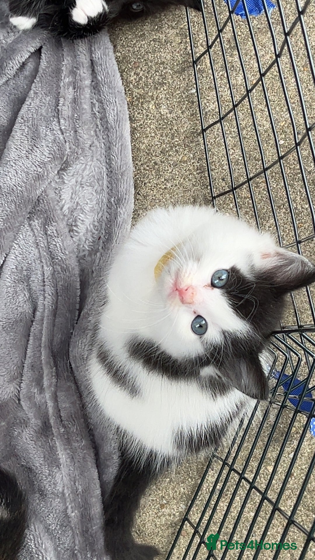 Mixed Breed cats for sale: Gorgeous kittens available please read  - Image 13