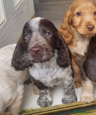 Cocker Spaniel dogs - Advert 15