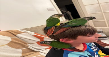 Conures birds - Advert 2