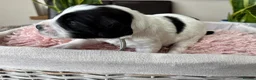 Sproodle dogs for sale: ✨ Premium Rare Sproodle Puppies – Champion Lines ✨ - Advert 11