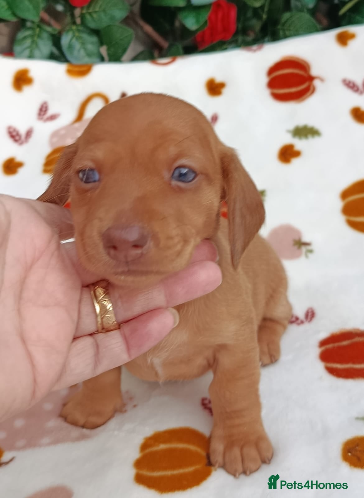 Miniature Dachshund dogs Quality Bred Health tested mini/pra clear  - Advert 2