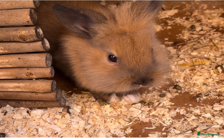 Lionhead rabbits - Advert 1