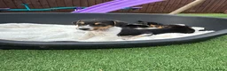 Jack Russell dogs for sale: Jack Russell puppies in Sandy - Advert 8