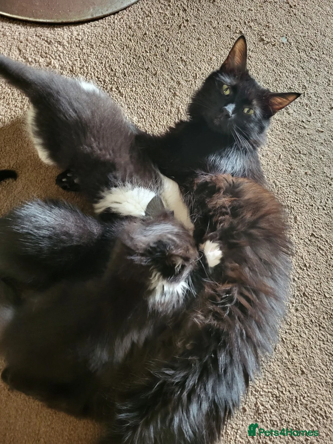 Mixed Breed cats for sale: Male kitten  - Advert 1