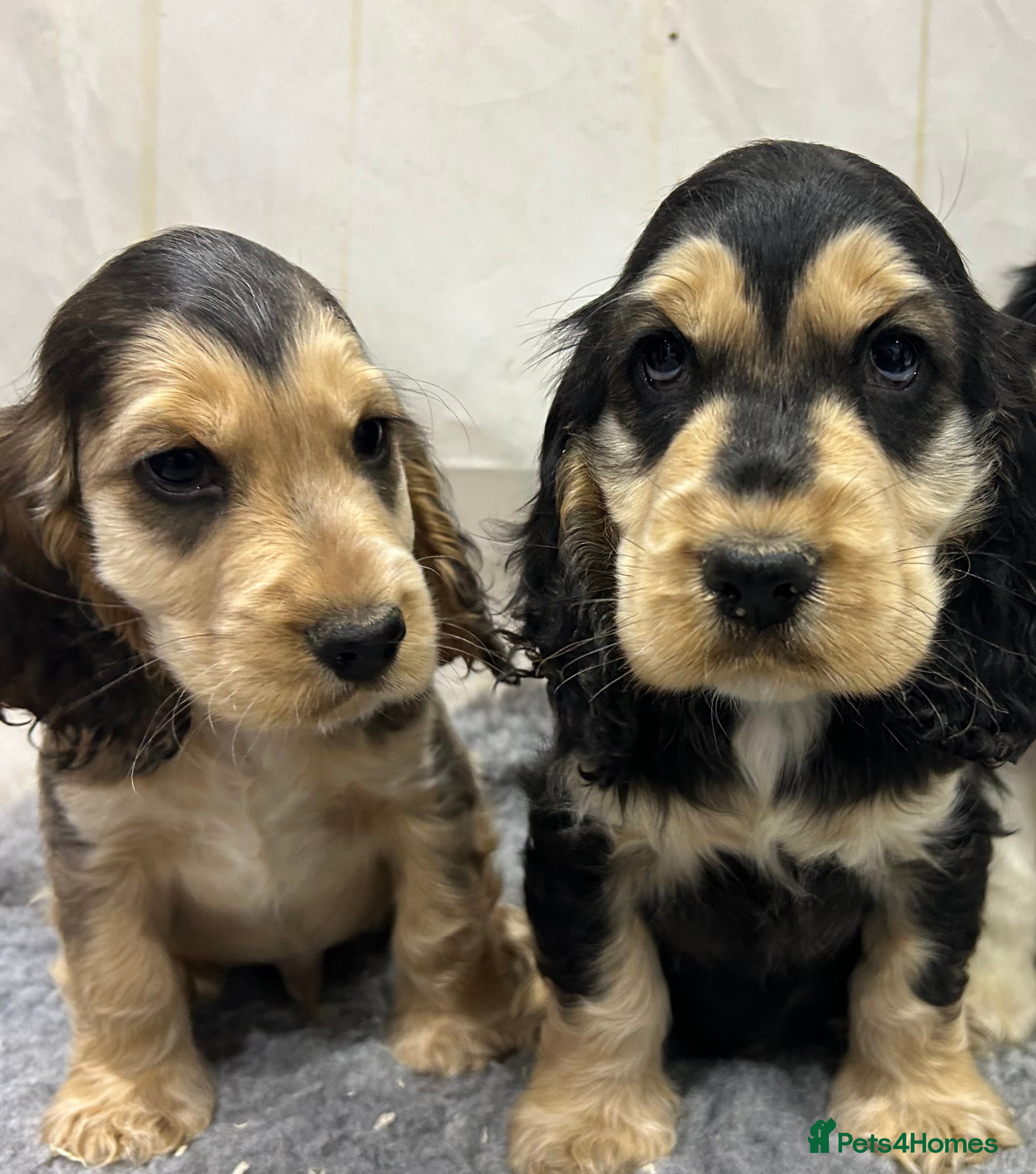 Cocker Spaniel dogs KC registered, health tested, Show cocker spaniels - Advert 13